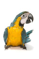 Sitting Blue And Gold Macaw Wall Decal