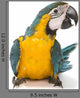 Sitting Blue And Gold Macaw Wall Decal