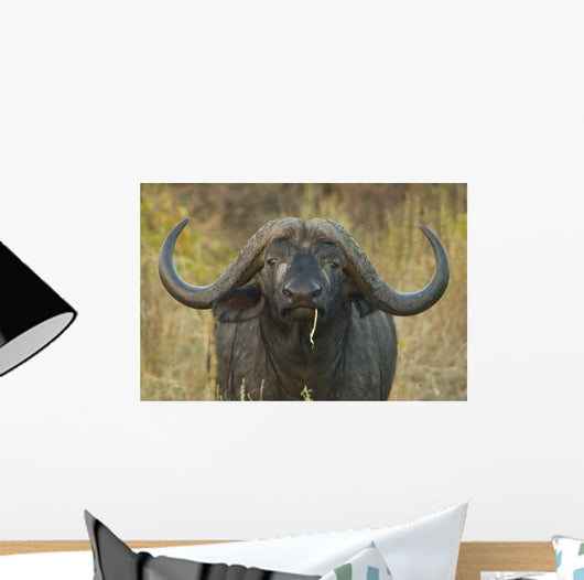 Cape Buffalo Wall Decal