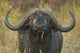 Cape Buffalo Wall Decal