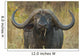Cape Buffalo Wall Decal