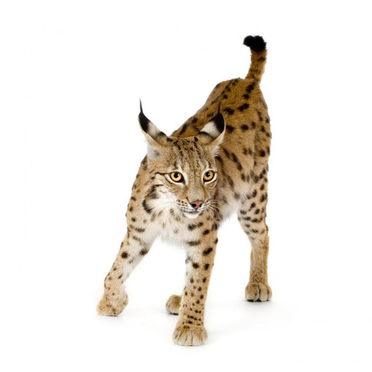 Lynx Front Wall Decal