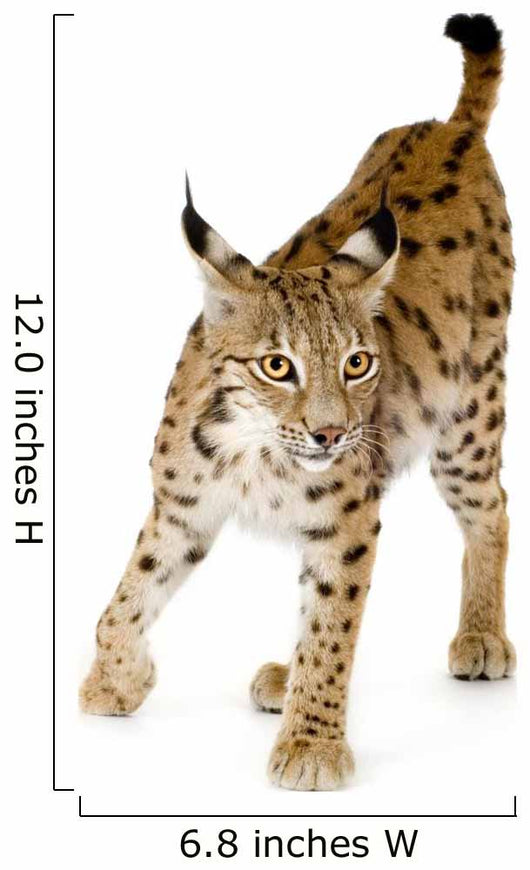 Lynx Front Wall Decal