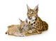 Lynx And Her Cub Wall Decal
