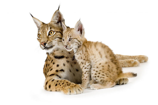 Baby Lynx Cat Wall Decal