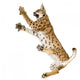 Fighting Air Lynx Cat Wall Decal