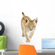 Lynx Cub Walking Towards Camera Wall Decal