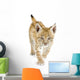 Lynx Cub Walking Towards Camera Wall Decal