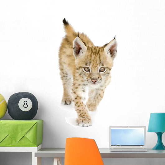 Lynx Cub Walking Towards Camera Wall Decal