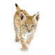Lynx Cub Walking Towards Camera Wall Decal