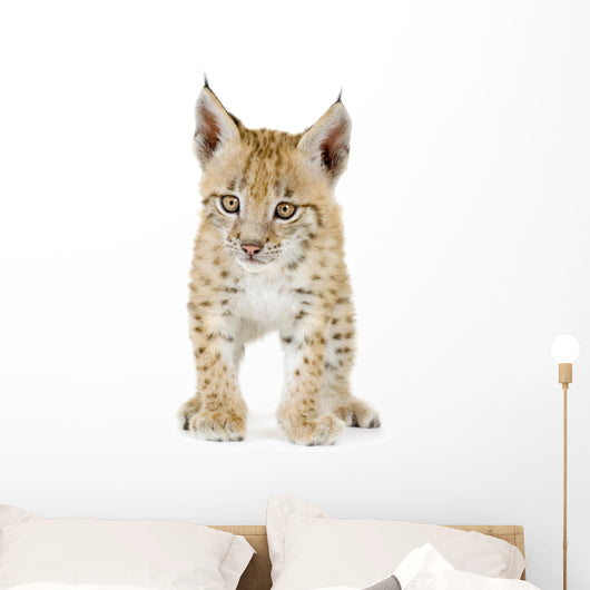 Lynx Cub Front Wall Decal
