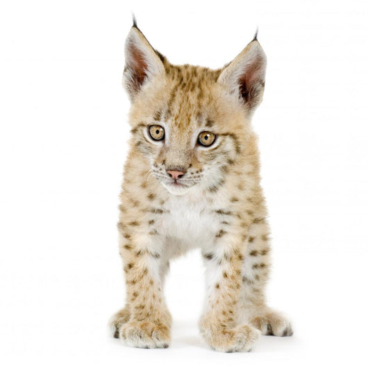 Lynx Cub Front Wall Decal