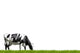 Milk Cow Wall Decal