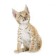 Sitting Lynx Cub Front Wall Decal