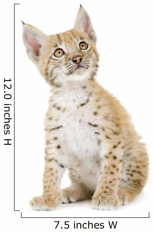 Sitting Lynx Cub Front Wall Decal