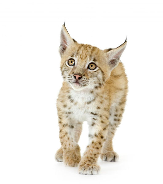 Lynx Cub Wall Decal