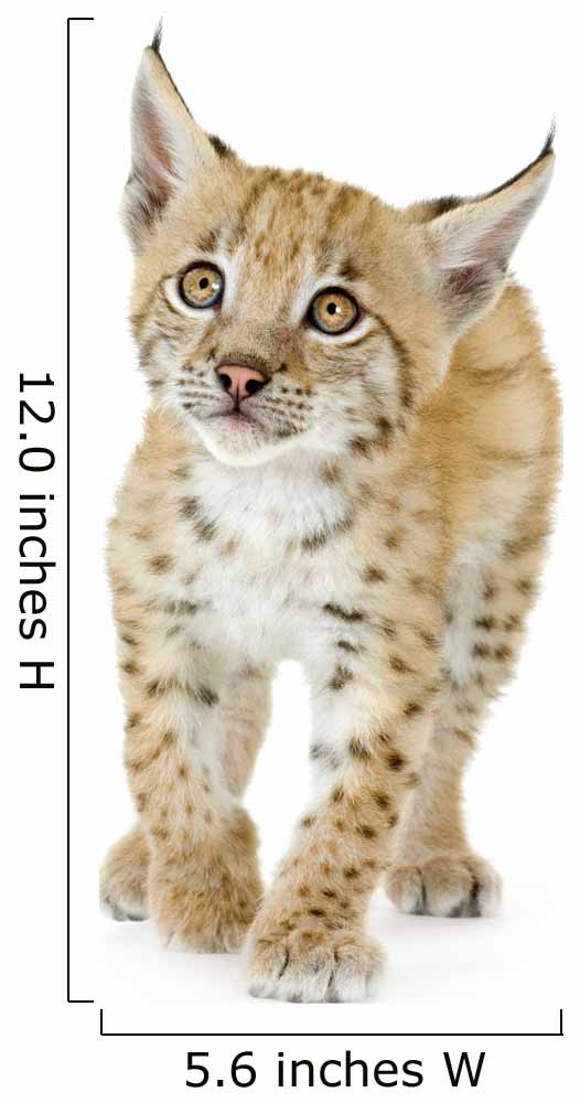 Lynx Cub Wall Decal