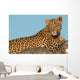 Leopard Tree Wall Decal