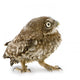 Young Owl Looking Left Wall Decal