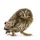 Crouching Young Owl Wall Decal
