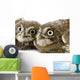Two Young Owll Laying Down Wall Decal