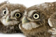 Two Young Owll Laying Down Wall Decal