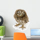 Young Owl Close-Up Wall Decal