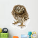 Young Owl Close-Up Wall Decal