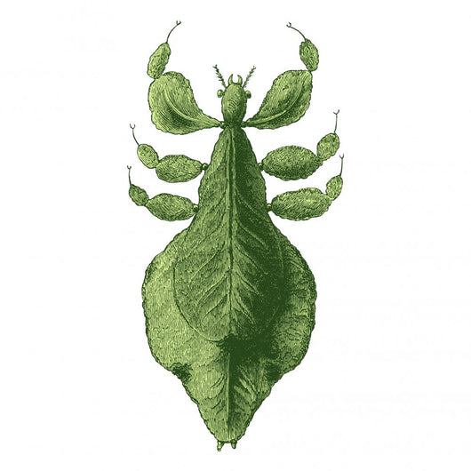Phasmes Wall Decal
