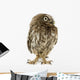 Young Owl Front Wall Decal