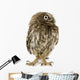 Young Owl Front Wall Decal