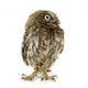 Young Owl Front Wall Decal