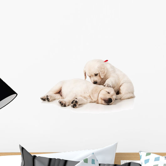 Resting Golden Retriever Puppies Wall Decal