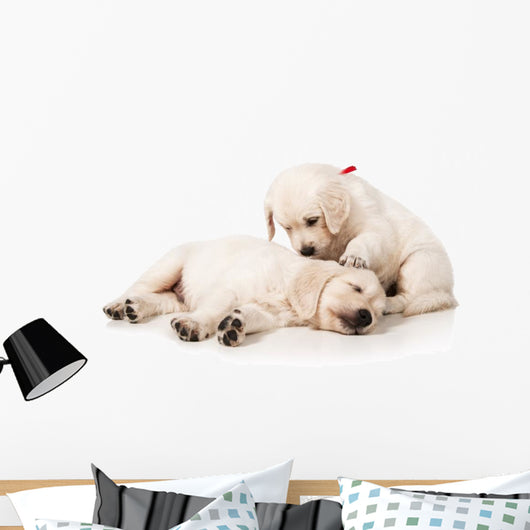 Resting Golden Retriever Puppies Wall Decal