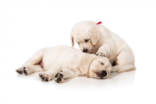 Resting Golden Retriever Puppies Wall Decal