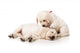 Resting Golden Retriever Puppies Wall Decal