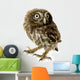 Young Owl Wall Decal