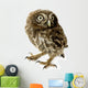 Young Owl Wall Decal