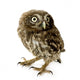 Young Owl Wall Decal