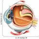 Anatomy Eye Wall Decal