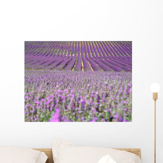 Rows in a Lavender Field Wall Decal