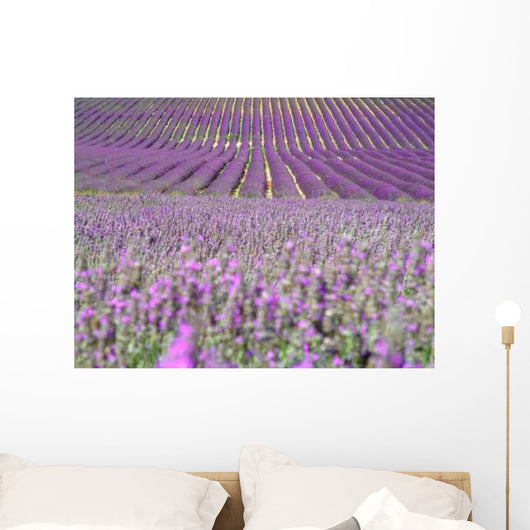 Rows in a Lavender Field Wall Decal