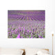 Rows in a Lavender Field Wall Decal
