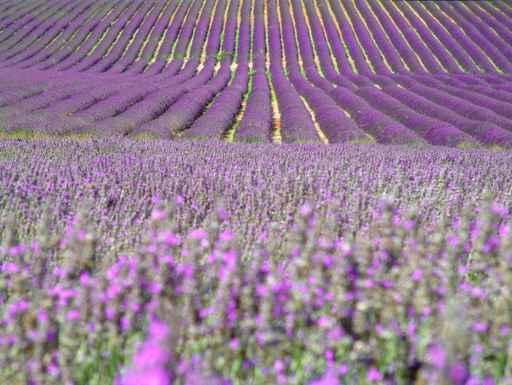 Rows in a Lavender Field Wall Decal