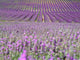 Rows in a Lavender Field Wall Decal