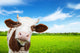 Cow And Field Fresh Wall Decal