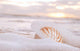 Shell Sea Wave And Foam Wall Decal