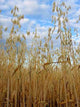 Oats Field Wall Decal