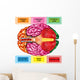 Human Brain Underside - Horizontal Wall Decal