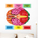 Human Brain Underside - Horizontal Wall Decal
